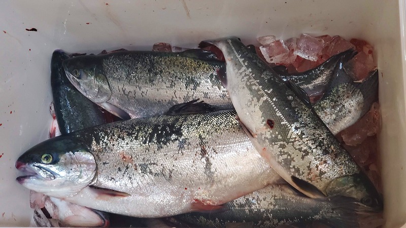 釣り堀 海上釣り堀でサーモンフィッシング 食べても美味しい銀鮭を釣りに行こう 動画アリ うささん釣りしてますねん 釣り堀 海上釣り堀でサーモンフィッシング 食べても美味しい銀鮭を釣りに行こう 動画アリ うささん釣りしてますねん