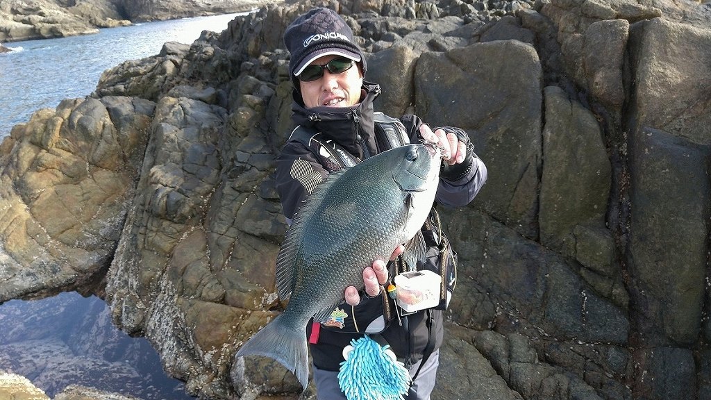 良型尾長グレを釣り上げました！