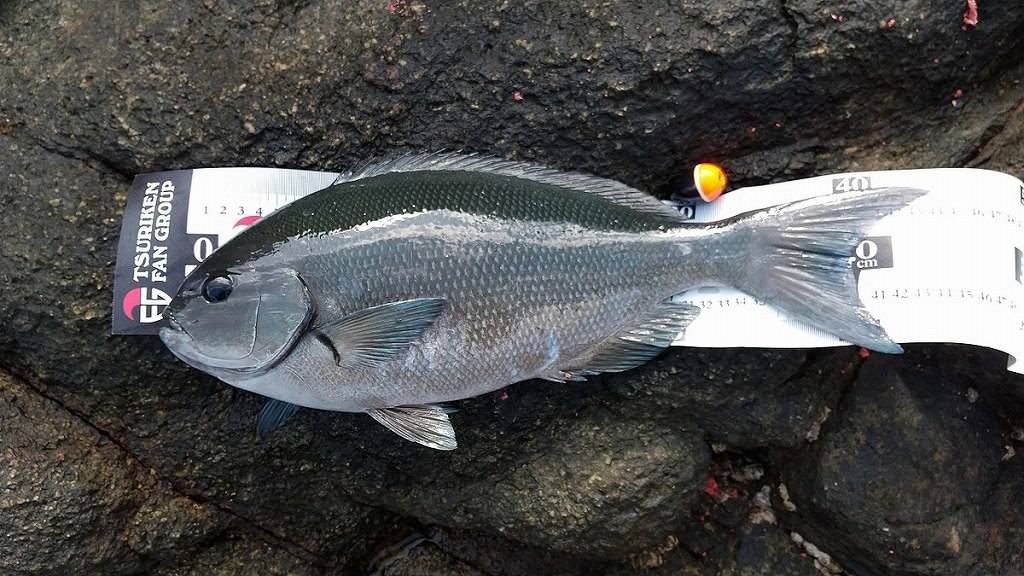 魚の写真を撮るのが難しい