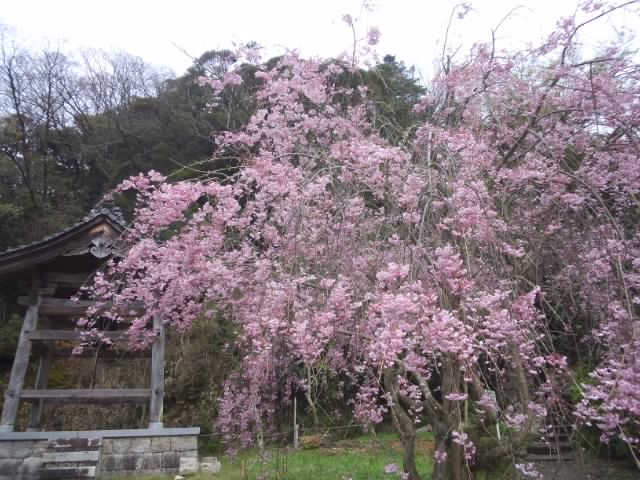 f:id:usaurara:20160409102429j:plain