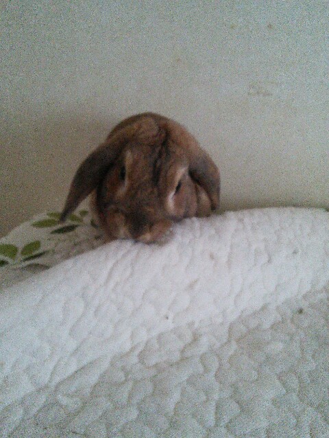 f:id:usausa0325:20180308112202j:image