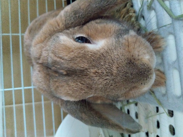 f:id:usausa0325:20180314123058j:image