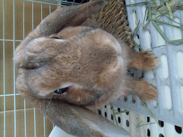 f:id:usausa0325:20180314123112j:image