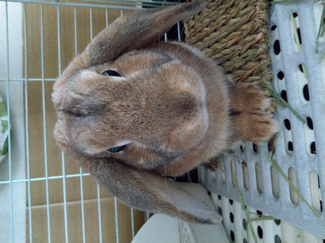 f:id:usausa0325:20180314123121j:image