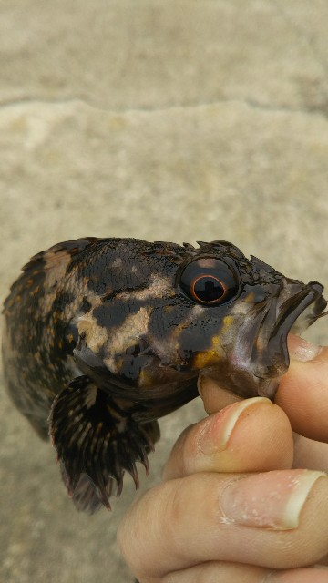 f:id:usausa0tn:20171007083423j:image f:id:usausa0tn:20171007083423j:image