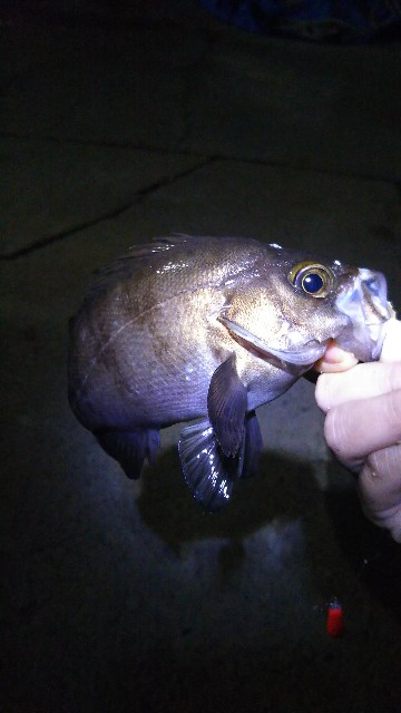 f:id:usausa0tn:20171007084805j:image f:id:usausa0tn:20171007084805j:image