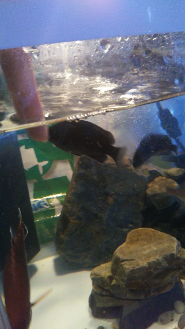 f:id:usausa0tn:20171011072110j:image