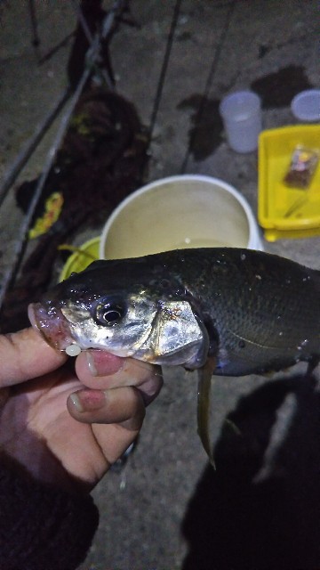 f:id:usausa0tn:20171014063725j:image