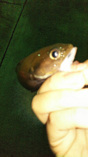 f:id:usausa0tn:20171015114044j:image