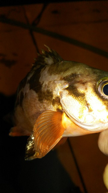 f:id:usausa0tn:20171030095854j:image