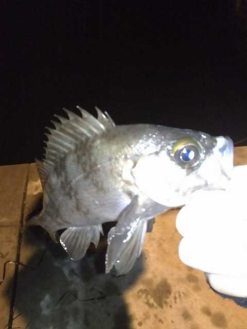 f:id:usausa0tn:20171105234139j:image