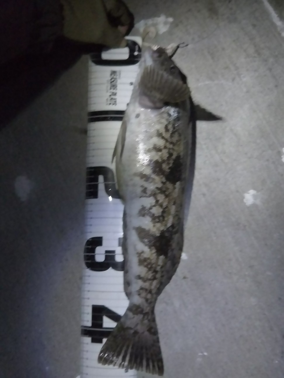 f:id:usausa0tn:20171126231038j:plain