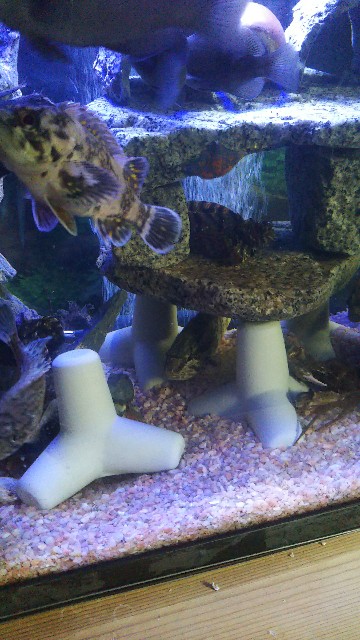 f:id:usausa0tn:20180110135312j:image