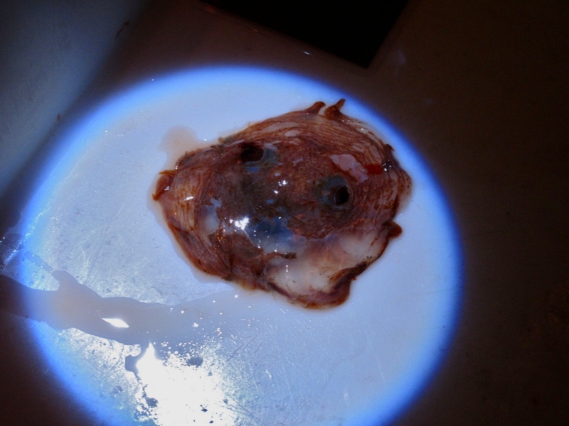 f:id:usausa1975:20130210110409j:image:w360
