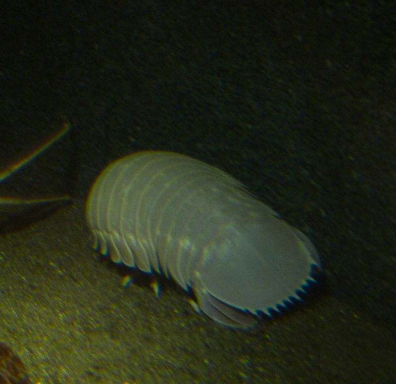 f:id:usausa1975:20130210121041j:image:w360