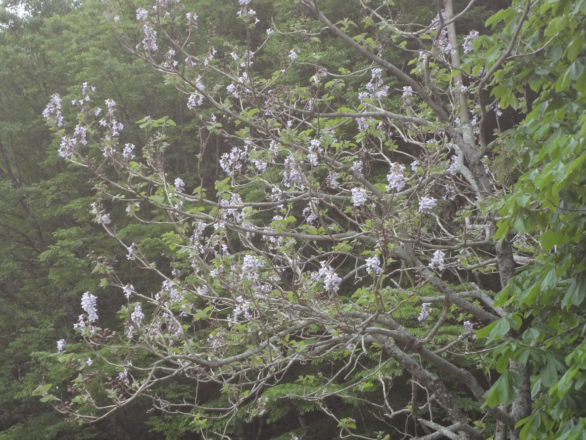 f:id:usausacafe:20190603115421j:plain f:id:usausacafe:20190603115421j:plain