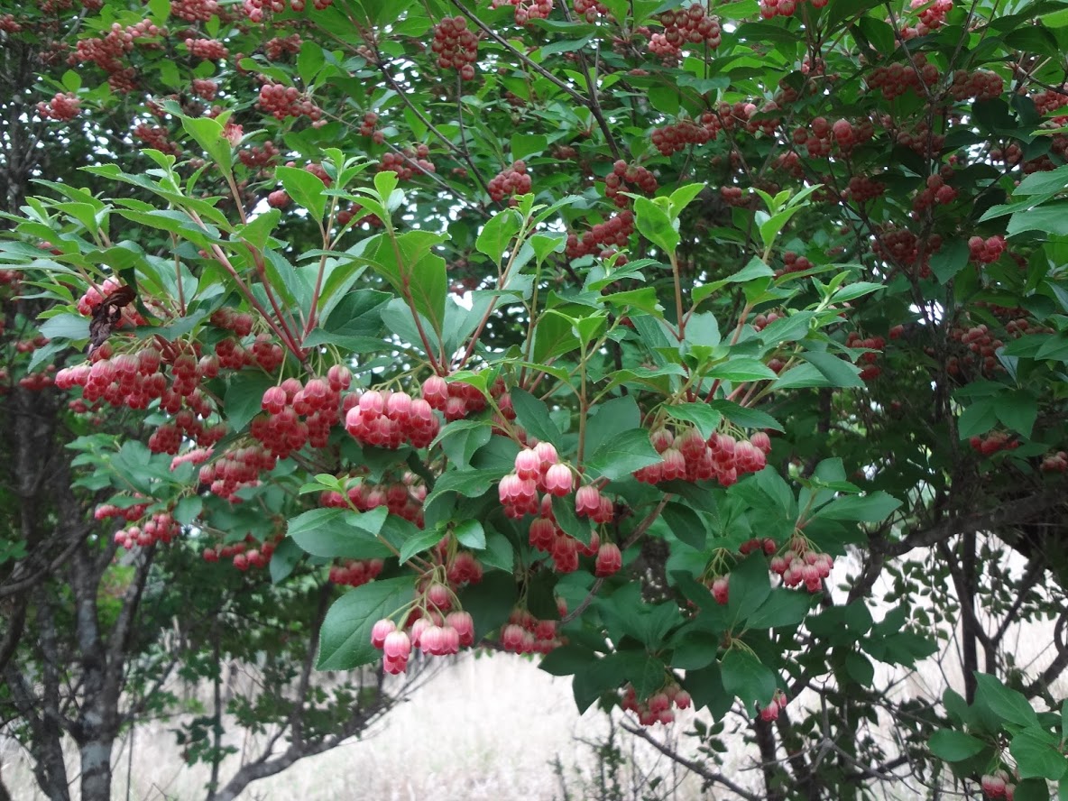 f:id:usausacafe:20190603115425j:plain f:id:usausacafe:20190603115425j:plain