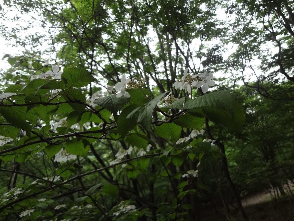 f:id:usausacafe:20190603115515j:plain f:id:usausacafe:20190603115515j:plain