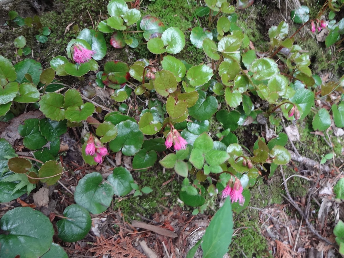 f:id:usausacafe:20190603122645j:plain f:id:usausacafe:20190603122645j:plain
