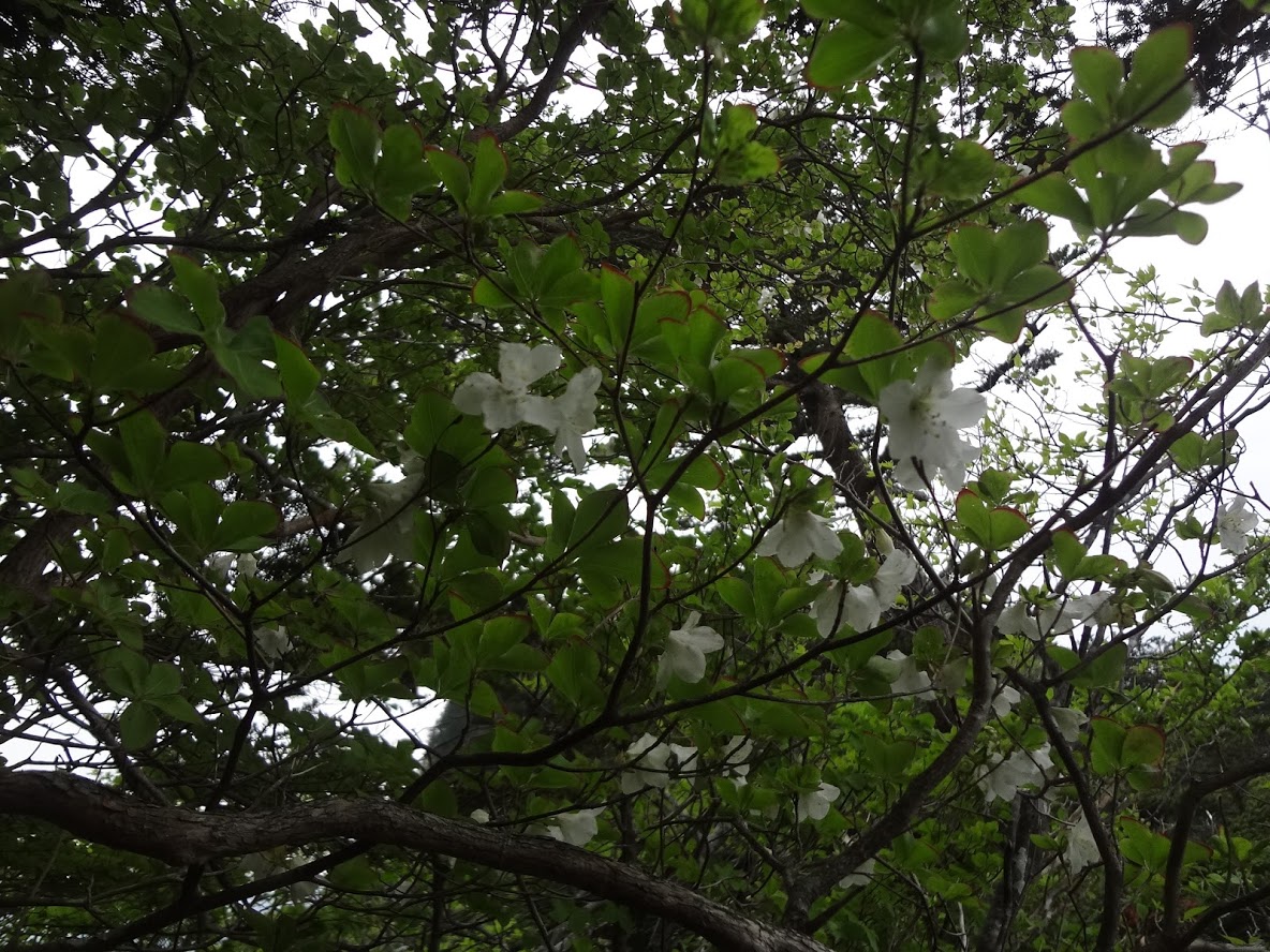 f:id:usausacafe:20190603123505j:plain f:id:usausacafe:20190603123505j:plain
