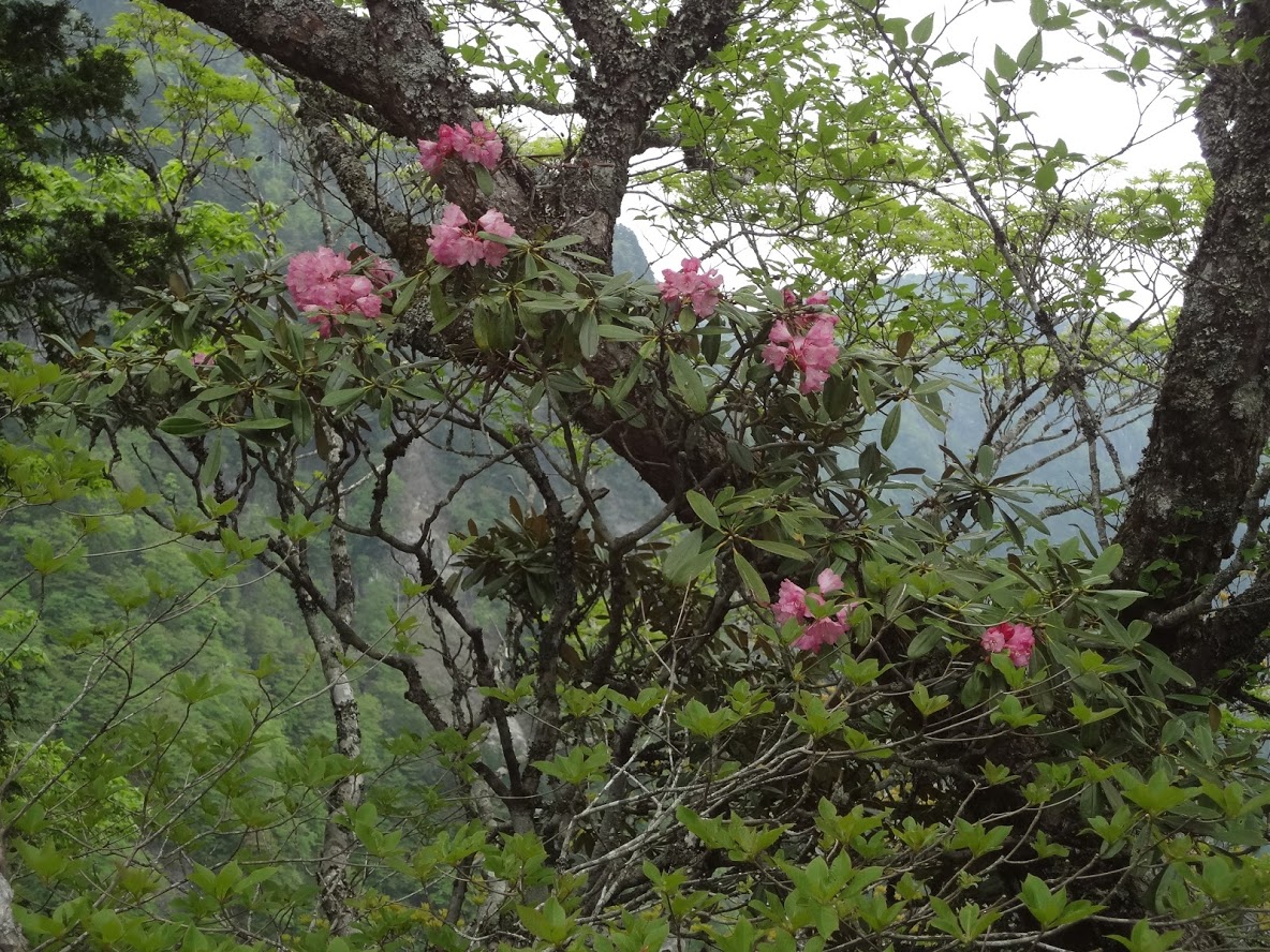 f:id:usausacafe:20190603123703j:plain f:id:usausacafe:20190603123703j:plain