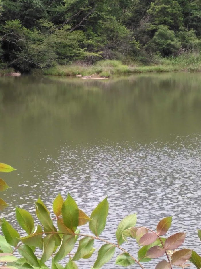 f:id:usausacafe:20210622120209j:plain
