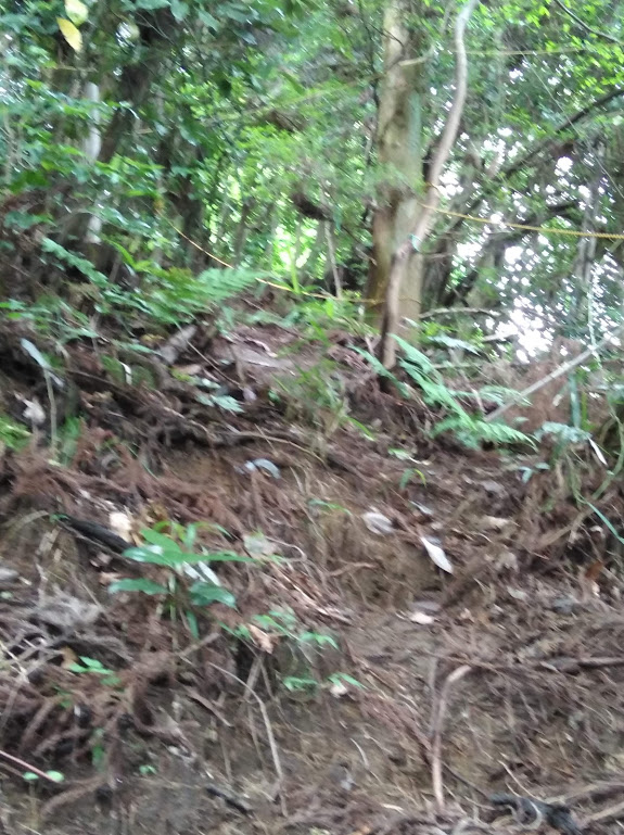 f:id:usausacafe:20210623111454j:plain