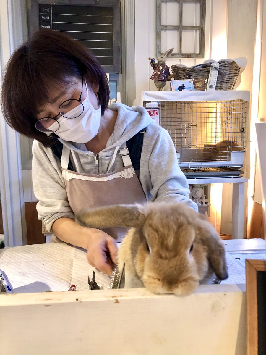 ハウスオブラビットでグルーミング くりんの暮らし ハウスオブラビットでグルーミング くりんの暮らし