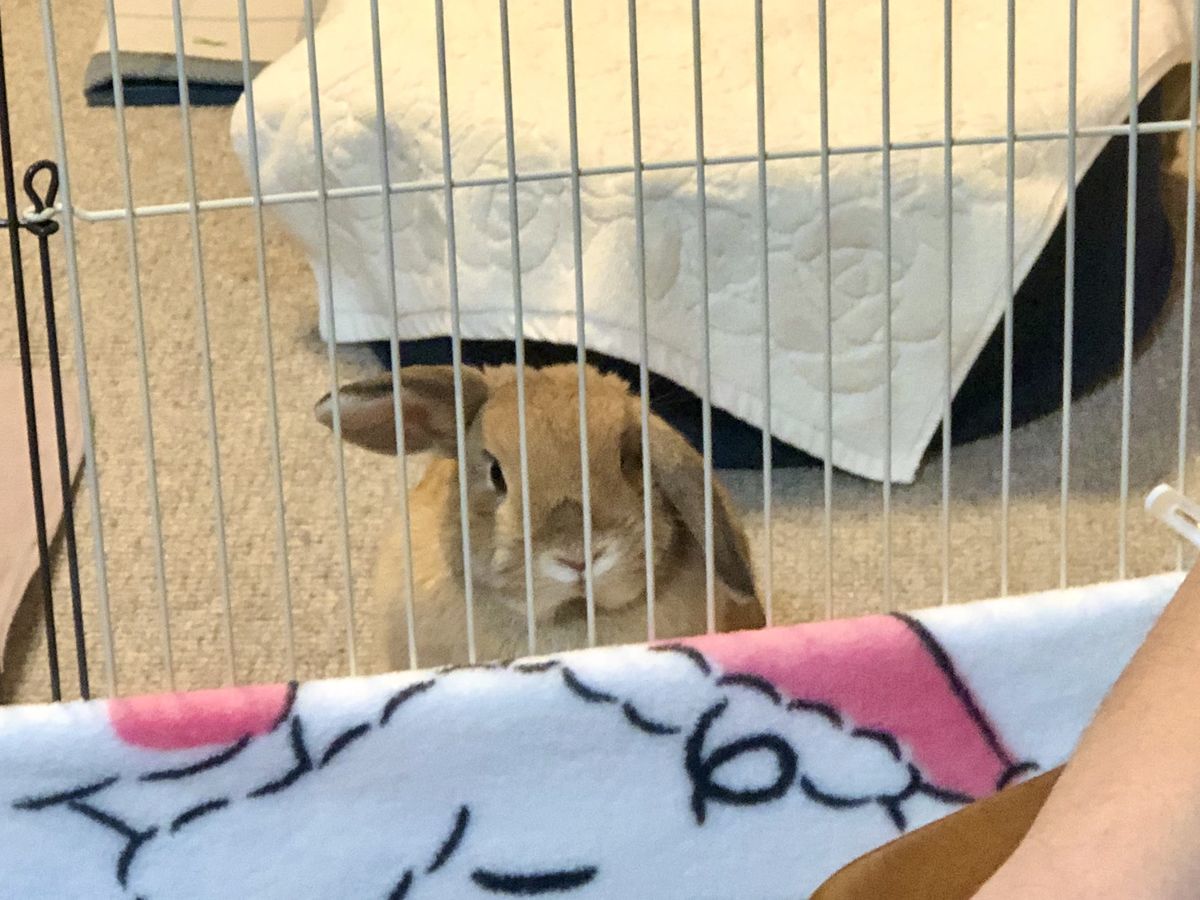 待ってて 甘えん坊くりん くりんの暮らし