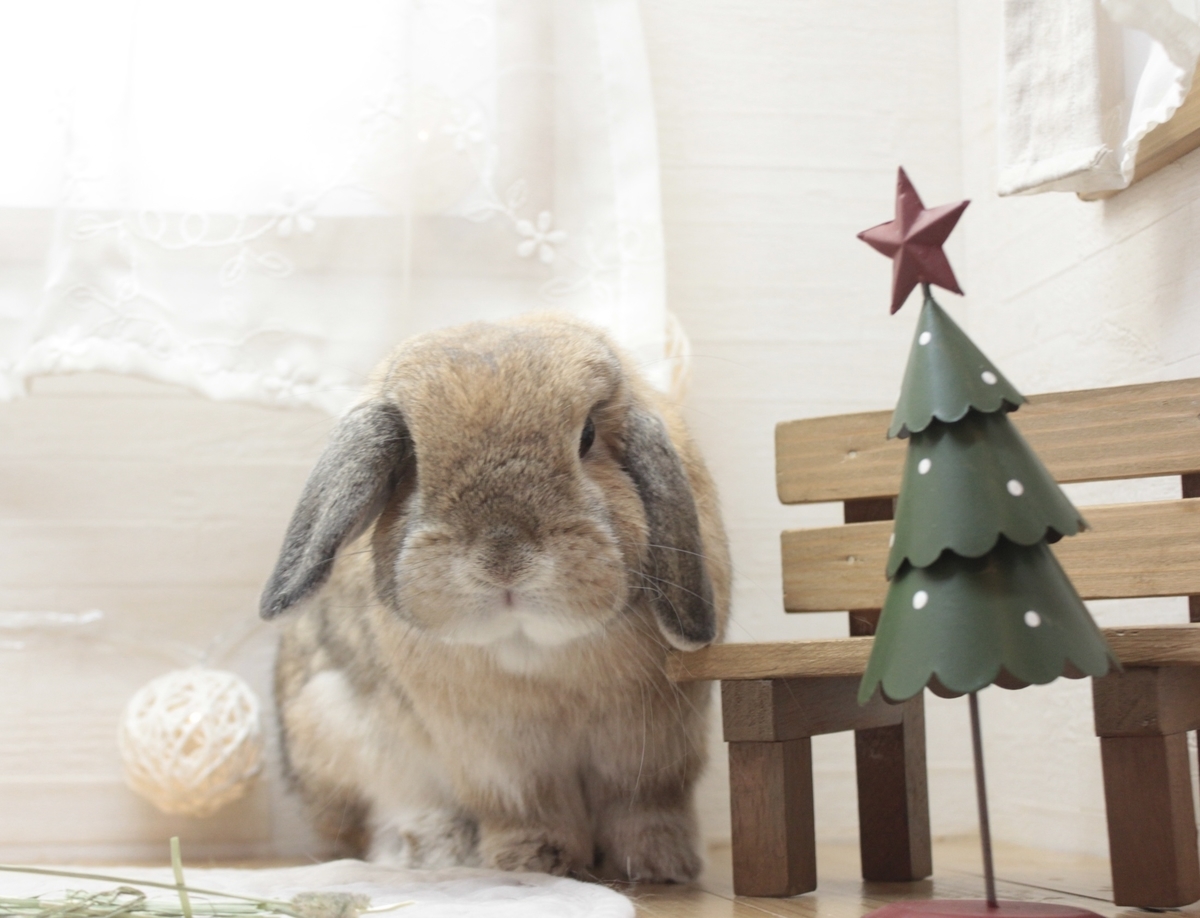 f:id:usausalop:20211220130045j:plain