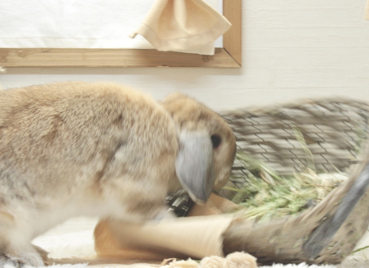 f:id:usausalop:20220126194738j:plain