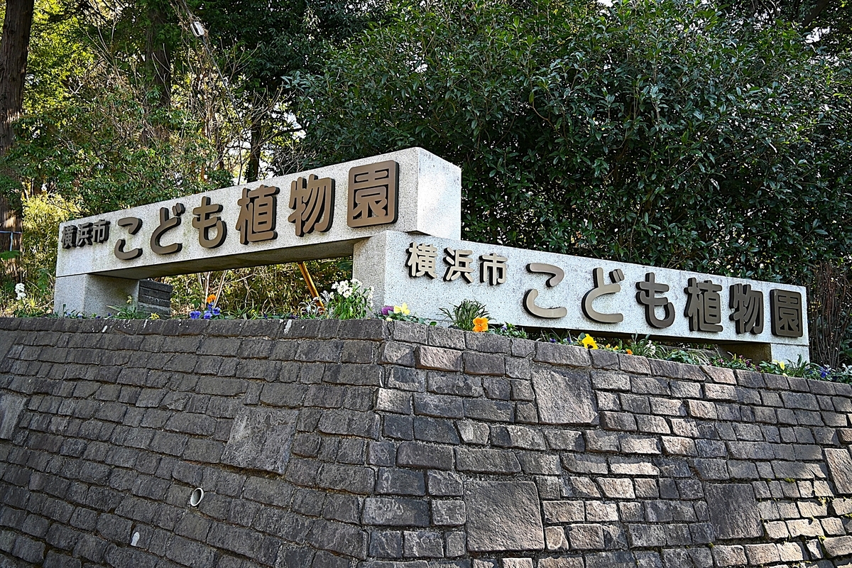 2026・1・31 セツブンソウ咲く睦月の終わりの横浜市こども
