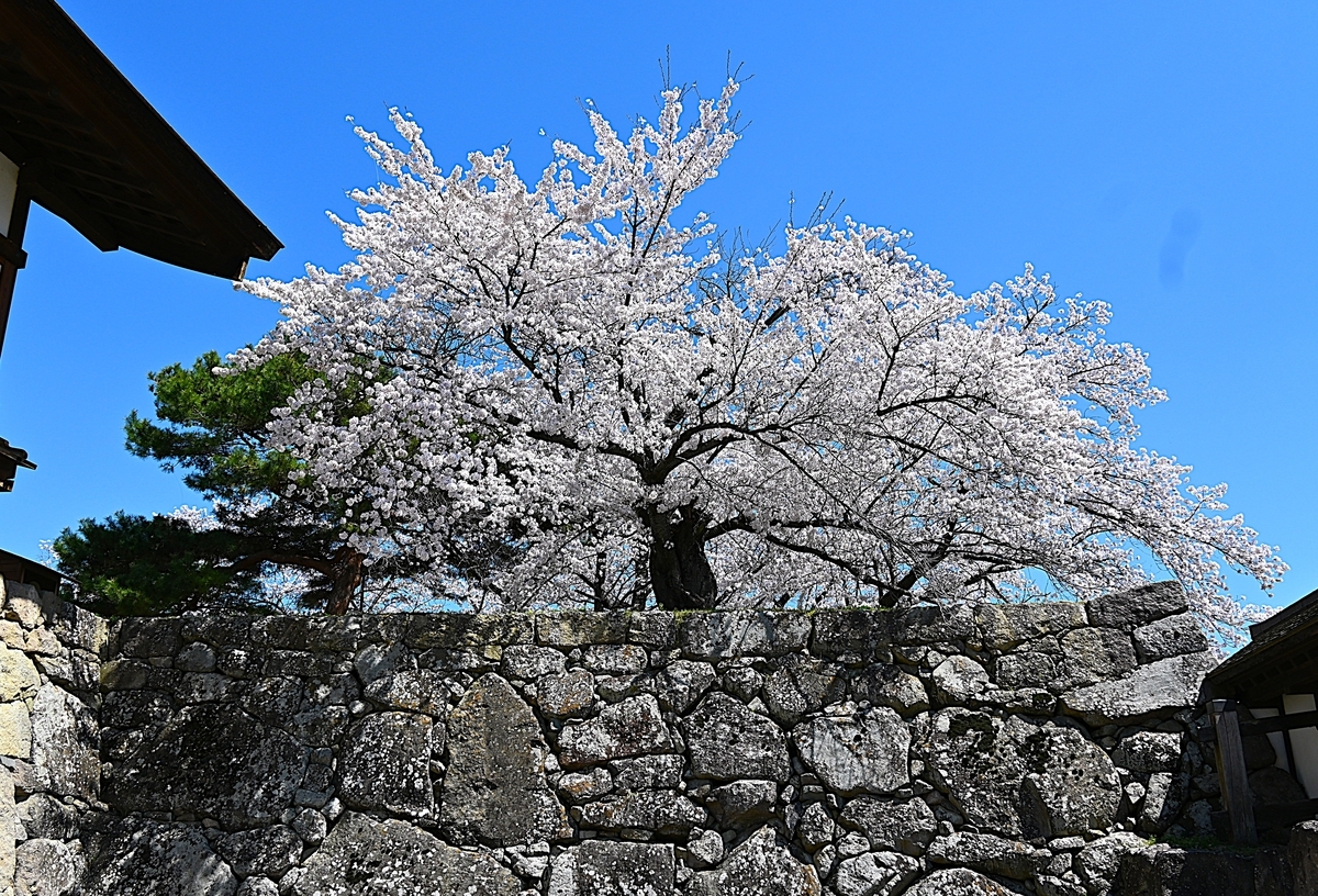 2026・4・9 真田十万石・海津城の桜 - 今日のころころこころ