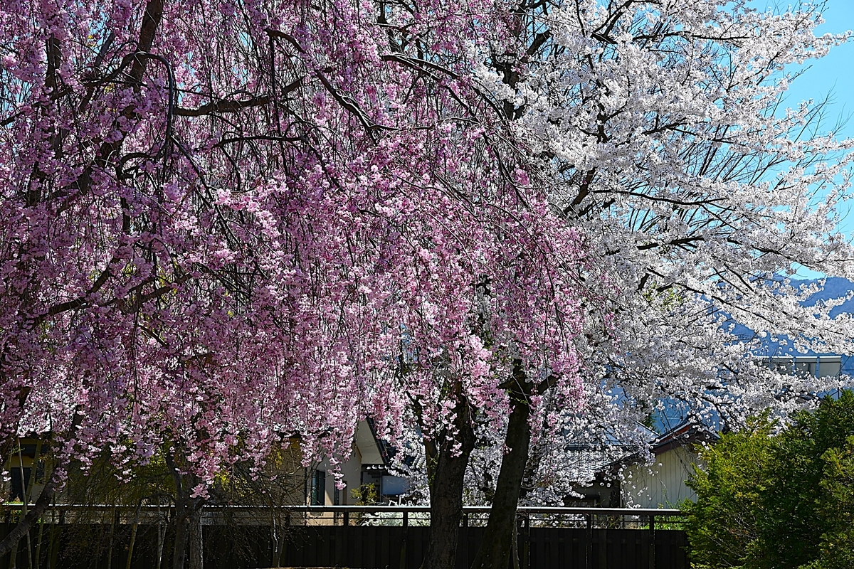 2026・4・9 真田十万石・海津城の桜 - 今日のころころこころ