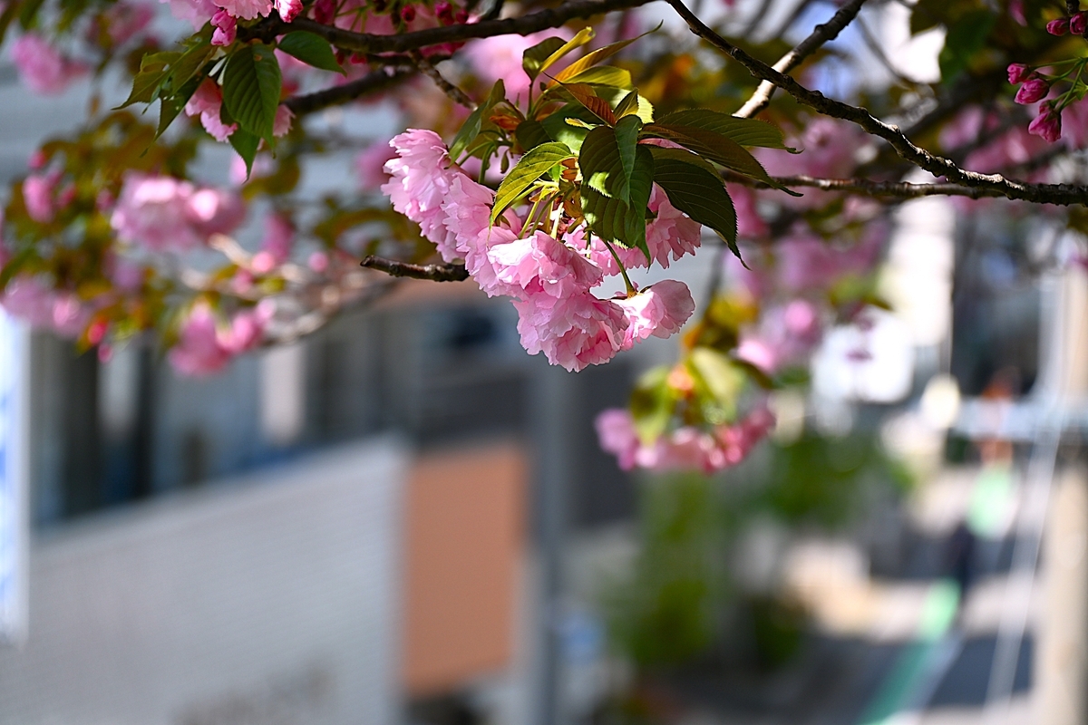 2026・4・11 カーボン山の八重桜が開き始めた - 今日のころころ