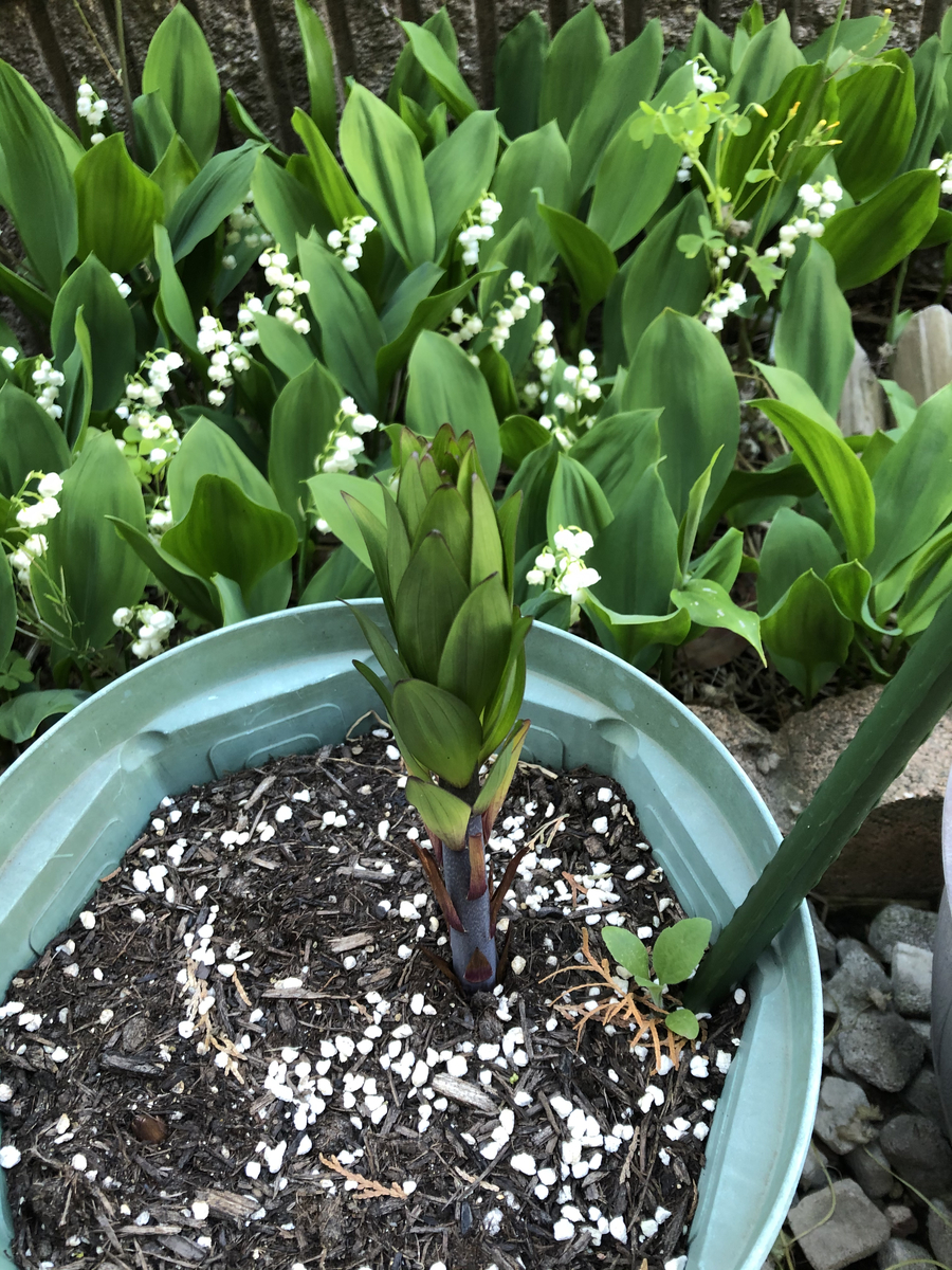 f:id:usausamode:20210514142751j:plain