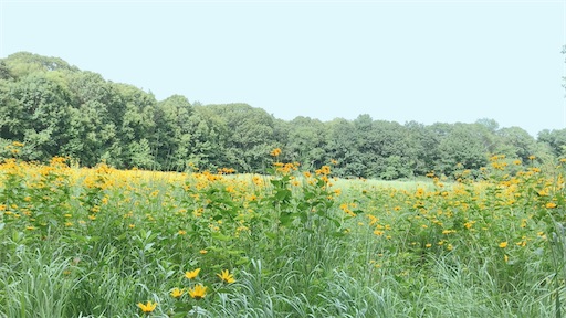 f:id:usawanco:20201111214600j:image f:id:usawanco:20201111214600j:image