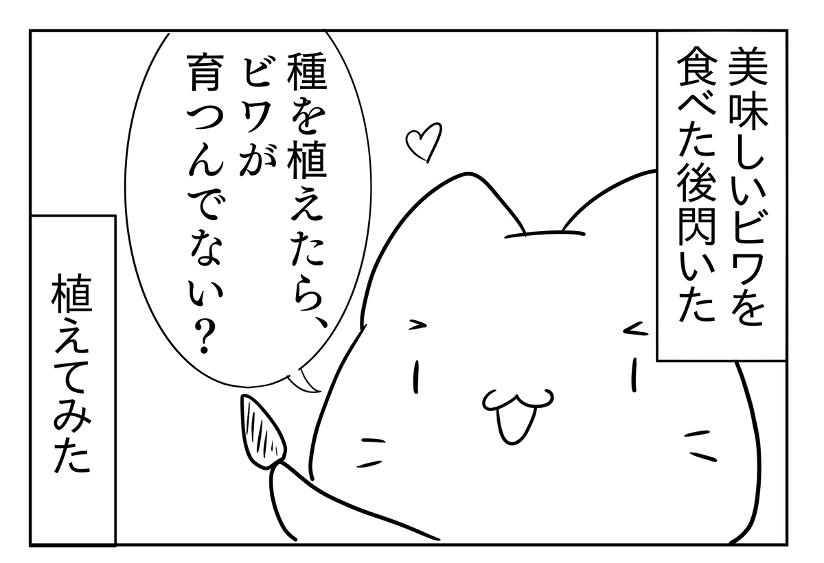 ビワの種　約5kg大小入り混じり　② ビワの種 約5kg大小入り混じり ② ビワの種約5kg大小入り