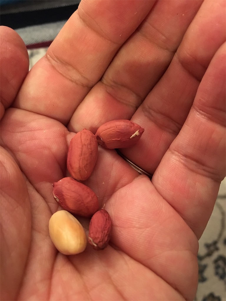 f:id:usbbqgrill:20191119031510j:image