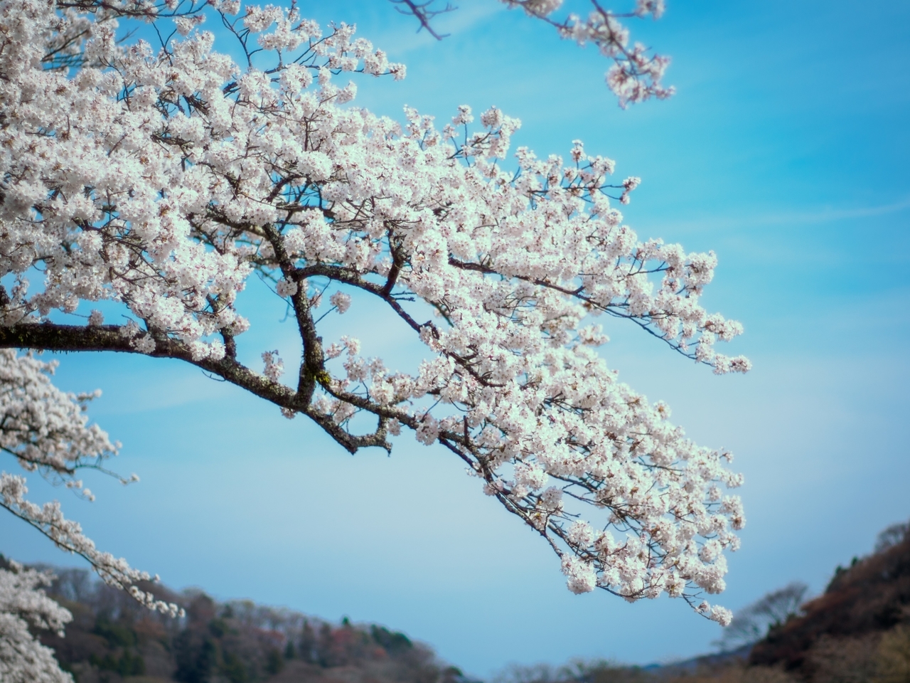f:id:ushi-pei:20210408234030j:plain