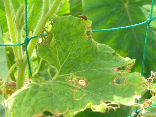 f:id:ushidama:20170802150244j:plain f:id:ushidama:20170802150244j:plain