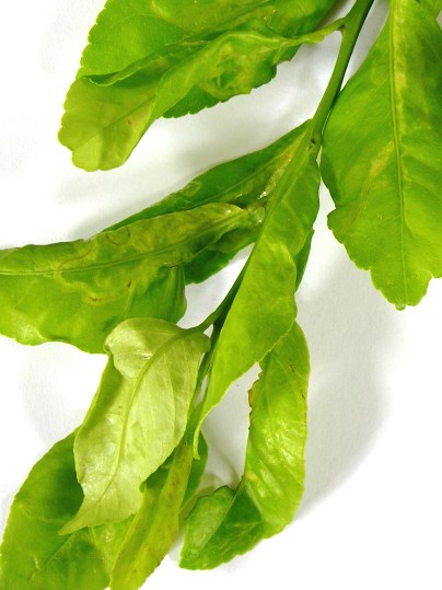 f:id:ushidama:20170811073900j:plain