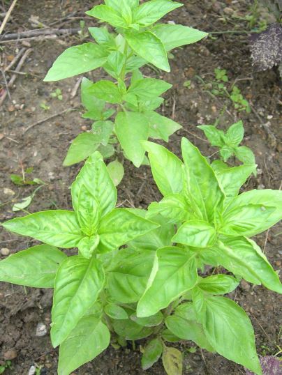 f:id:ushidama:20170817052100j:plain