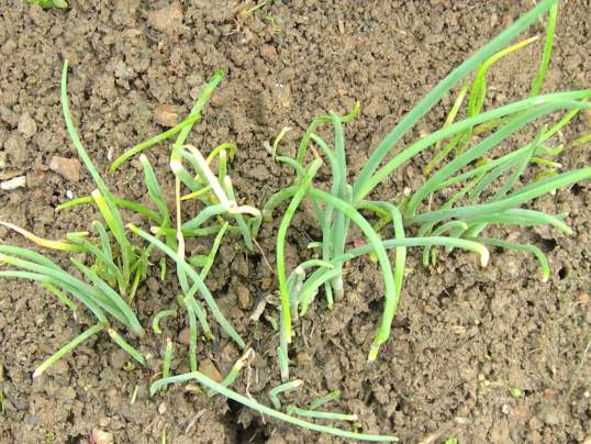 f:id:ushidama:20170817052146j:plain