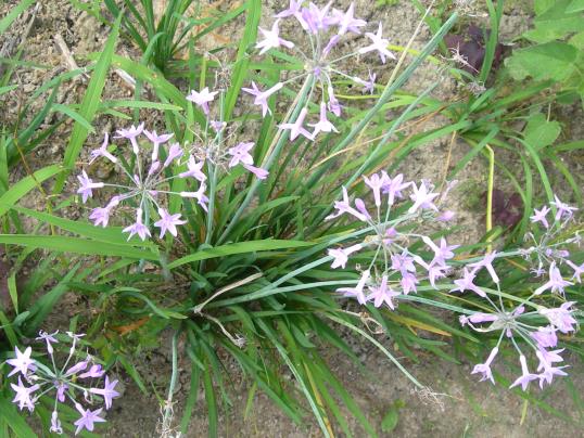 f:id:ushidama:20170817052616j:plain