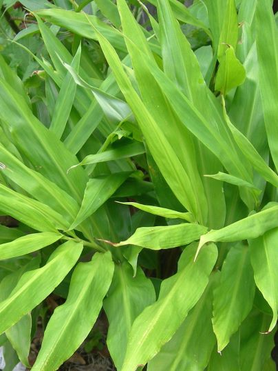 f:id:ushidama:20170817053048j:plain