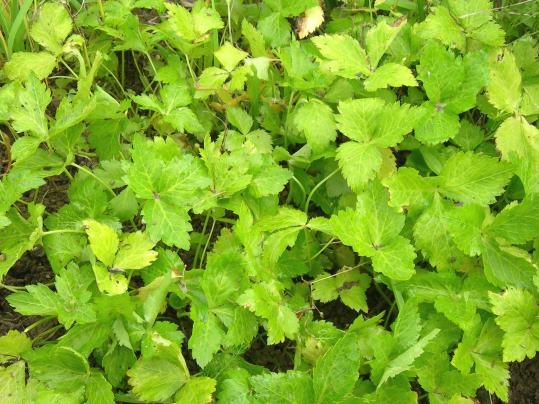 f:id:ushidama:20170817053158j:plain