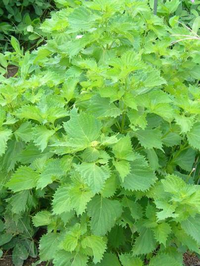 f:id:ushidama:20170817053256j:plain