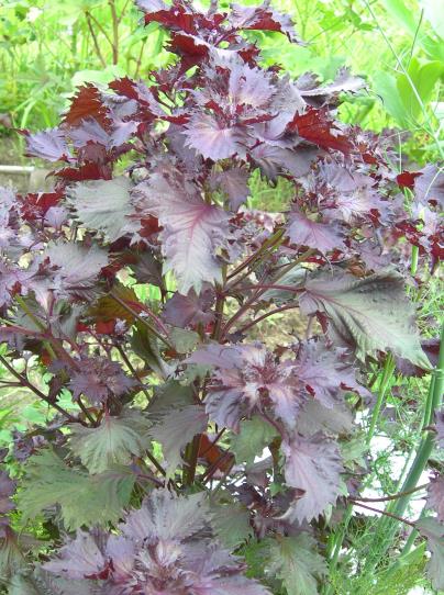 f:id:ushidama:20170817053332j:plain