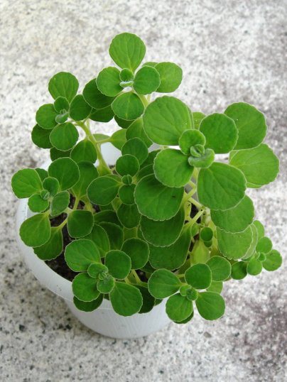 f:id:ushidama:20170821044624j:plain f:id:ushidama:20170821044624j:plain